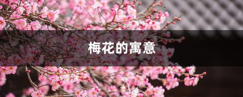 梅花的寓意，梅花代表什么