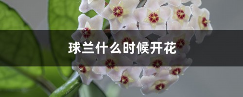 球兰什么时候开花