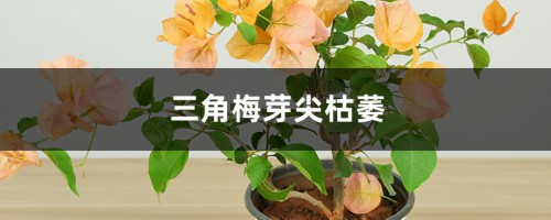 三角梅芽尖枯萎的原因