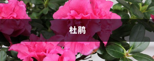 100年的杜鹃开花千朵，15年的三角梅8层楼高，咋养的？