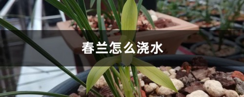 春兰怎么浇水