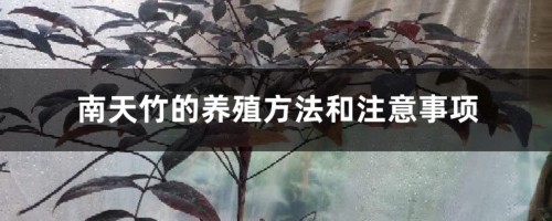 南天竹的养殖方法和注意事项