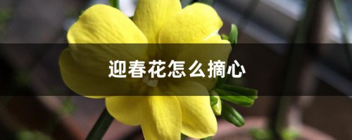 迎春花怎么摘心