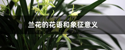 兰花的花语和象征意义