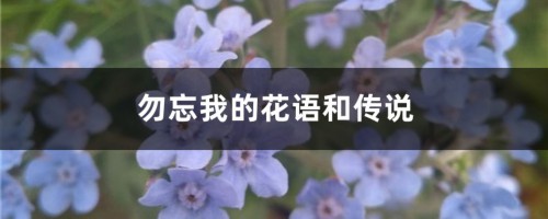 勿忘我的花语和传说