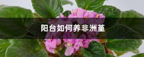 阳台如何养非洲堇，需要注意什么