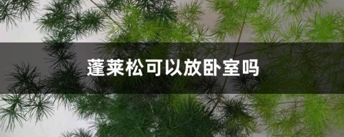 蓬莱松可以放卧室吗