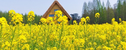 林芝适合养什么花，市花和市树是什么