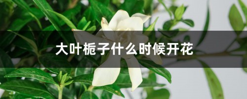 大叶栀子什么时候开花