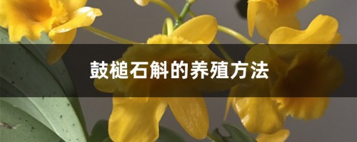 鼓槌石斛的养殖方法