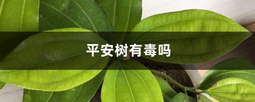 平安树有毒吗