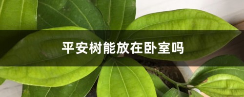 平安树能放在卧室吗