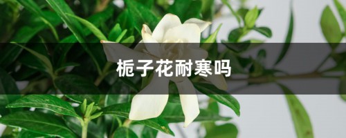 栀子花耐寒吗