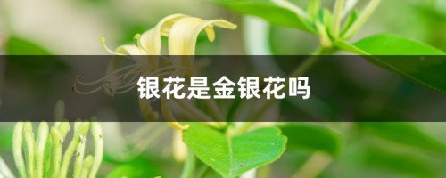 银花是金银花吗