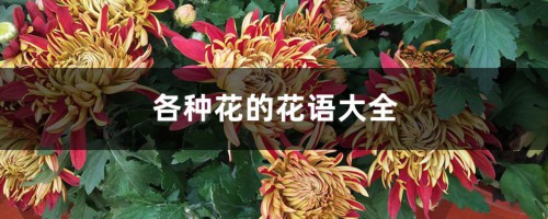 各种花的花语大全