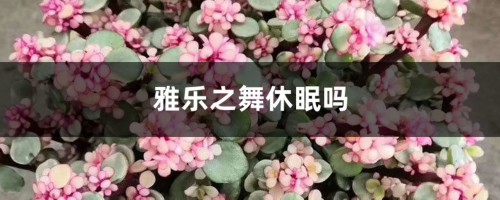 雅乐之舞休眠吗，休眠期怎么养