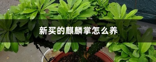 新买的麒麟掌怎么养