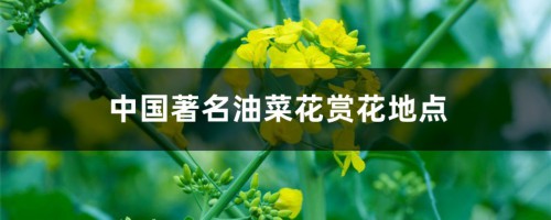 中国著名油菜花赏花地点