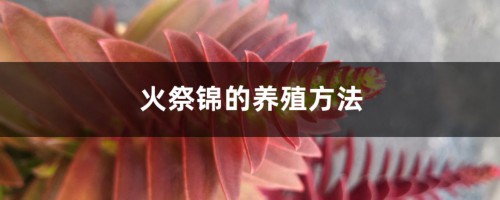 火祭锦的养殖方法