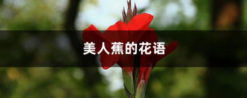 美人蕉的花语