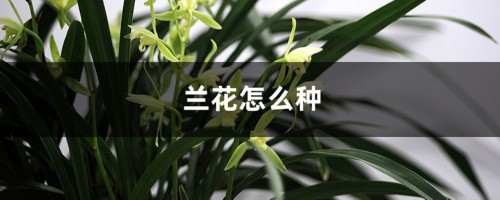 兰花怎么种，需要什么土壤