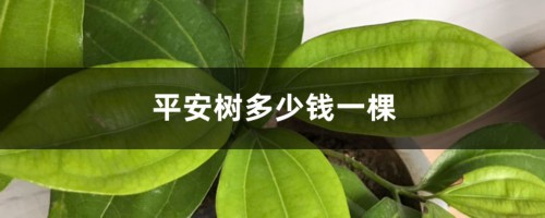 平安树多少钱一棵