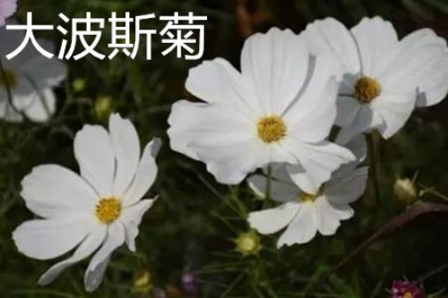 大波斯菊