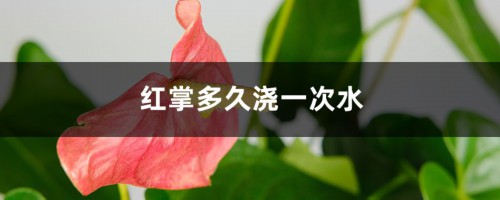 红掌多久浇一次水