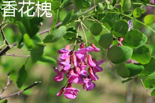 香花槐