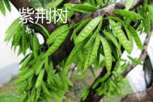 紫荆树