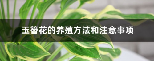 玉簪花的养殖方法和注意事项