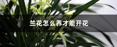 兰花怎么养才能开花，开的更香？