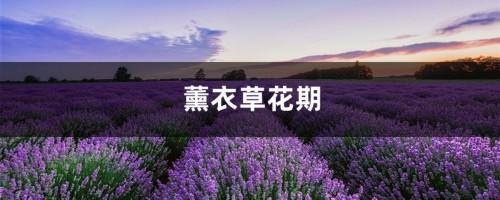 薰衣草花期