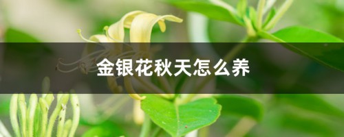 金银花秋天怎么养