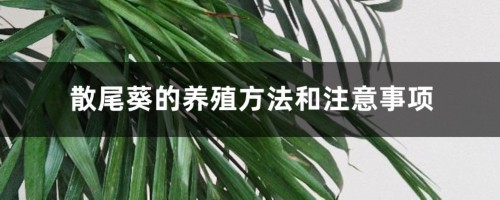 散尾葵的养殖方法和注意事项