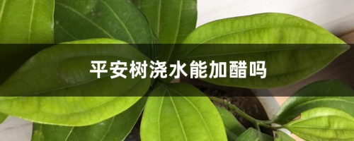 平安树浇水能加醋吗