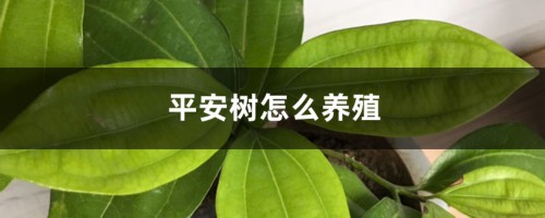 平安树怎么养殖