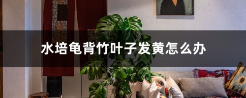 水培龟背竹叶子发黄怎么办