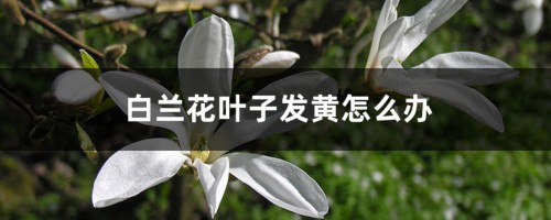 白兰花叶子发黄怎么办