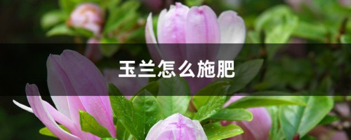 玉兰怎么施肥