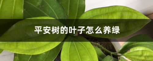 平安树的叶子怎么养绿