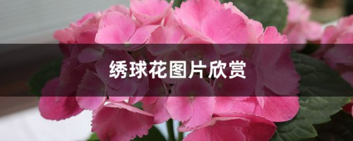 绣球花图片欣赏