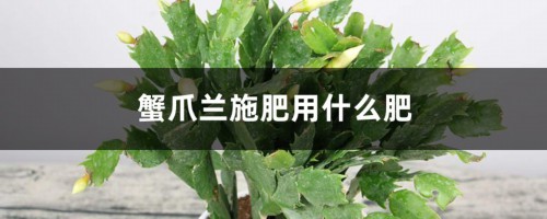 蟹爪兰施肥用什么肥，用羊粪可以吗