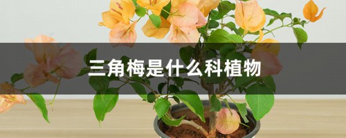 三角梅是什么科植物，扦插方法图解