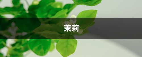 史上最简单养花技巧！10秒就学会，茉莉长寿...咋养都不死！