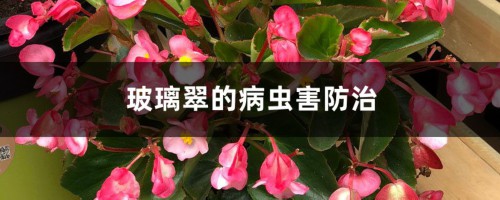 玻璃翠的病虫害防治