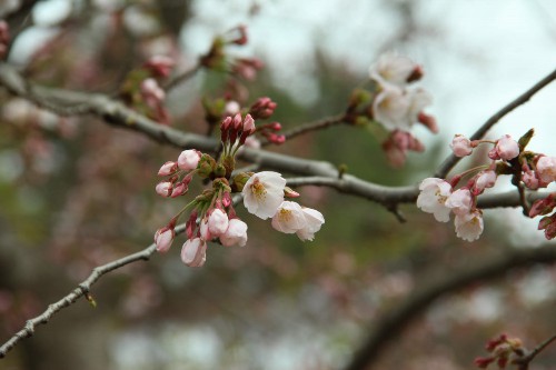 樱花