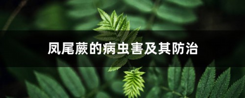 凤尾蕨的病虫害及其防治