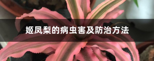 姬凤梨的病虫害及防治方法