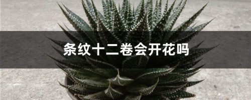 特玉莲常见病害及防治方法